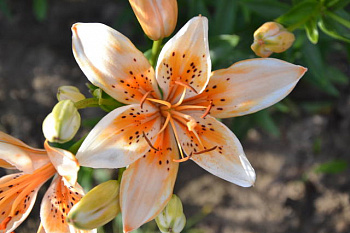 Лилия азиатская Орaндж Электрик