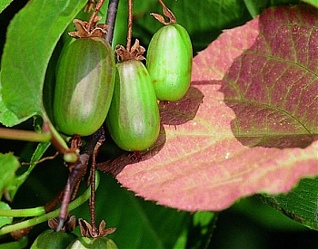 Актинидия коломикта Доктор Шимановски