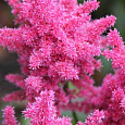 Астильба гибридная Raspberry Cake