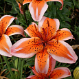 Лилия азиатская Ориндж Электрик