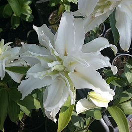 Лилия восточная махровая Дабл Крис