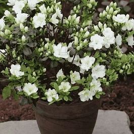 Азалия японская Schneeperle