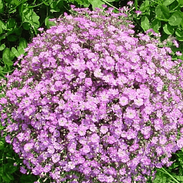 Гипсофила махровая Gypsy Deep Rose