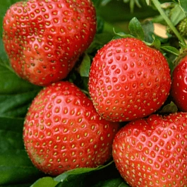 Земляника садовая Дели