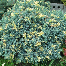 Можжевельник чешуйчатый Флореант Можжевельник чешуйчатый Флореант