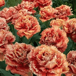 Тюльпан Sensual Touch