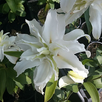 Лилия восточная махровая Дабл Крис