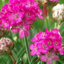 Армерия приморская Armada Rose