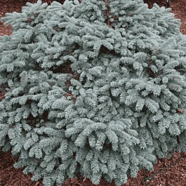 Ель колючая Waldbrunn