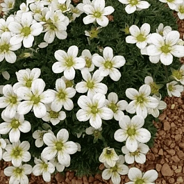 Камнеломка Арендса Carpet White