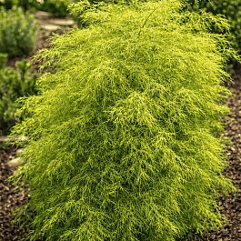 Береза повислая Trost`s Dwarf