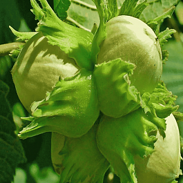 Фундук Tonda Di Giffoni