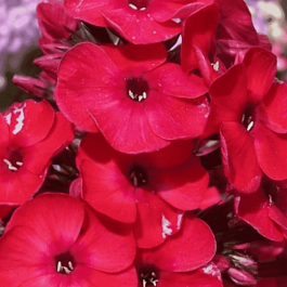 Флокс метельчатый Red Girl