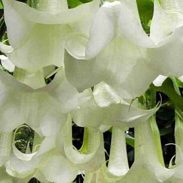 Бругмансия wit