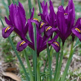 Ирис сетчатый J.S Dijt