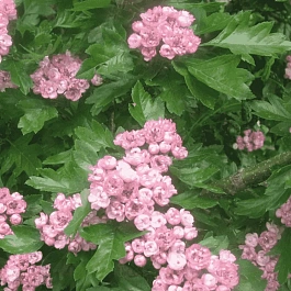 Боярышник Toba