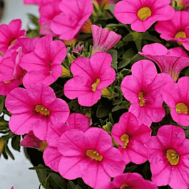 Калибрахоа Calipetite Rose