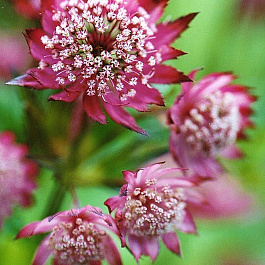 Астранция крупная Руби Клауд Астранция крупная Руби Клауд