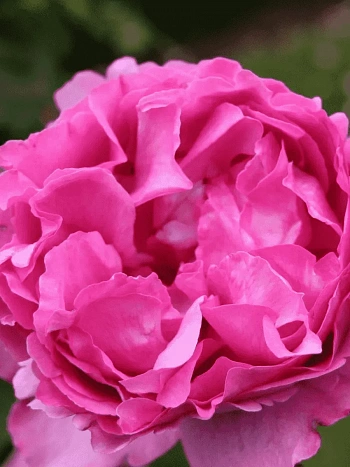 Роза чайно-гибридная Yves Piaget