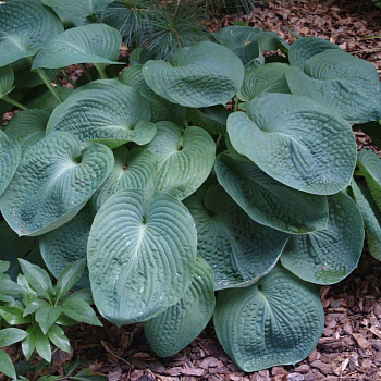 Хоста Зибольда Элеганс НАБОР 2ШТ (1+1)