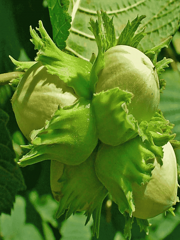 Фундук Tonda Di Giffoni