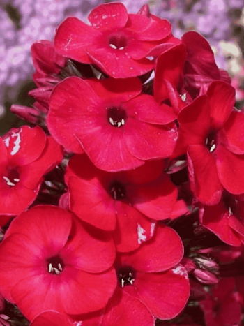 Флокс метельчатый Red Girl