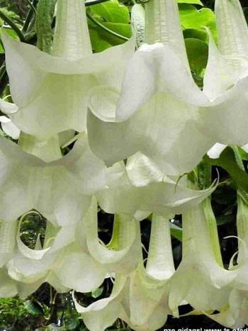 Бругмансия wit