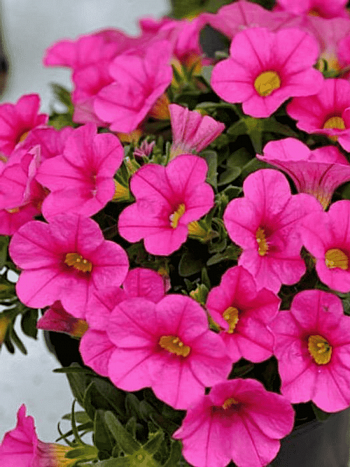 Калибрахоа Calipetite Rose