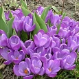 Крокус крупноцветковый Remembrance