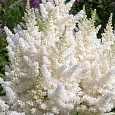 Астильба Арендса White Tone