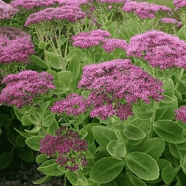 Очиток видный Brilliant