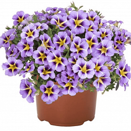 Калибрахоа Tik Tok Sky Blue