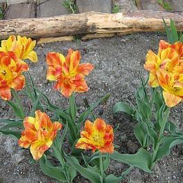 Тюльпан Махровый Monte Flame