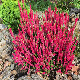 Вереск обыкновенный Dark Beauty