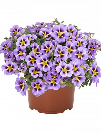 Калибрахоа Tik Tok Sky Blue