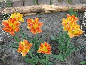 Тюльпан Махровый Monte Flame