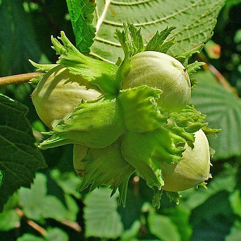 Лещина (Орешник) Nottingham Fruchtbare
