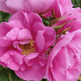 Роза парковая Jens Munk