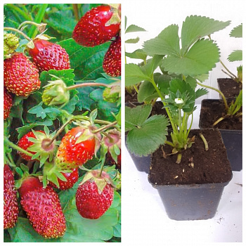 Земклуника Цукат мускатный НАБОР 5ШТ