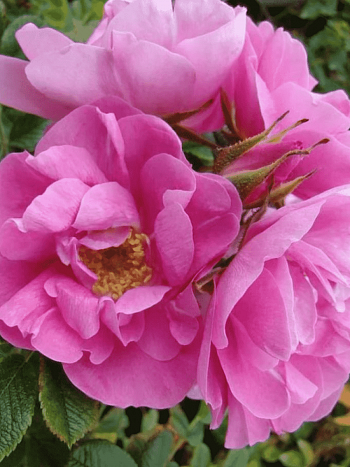 Роза парковая Jens Munk