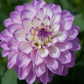 Георгина декоративная Блу Виш