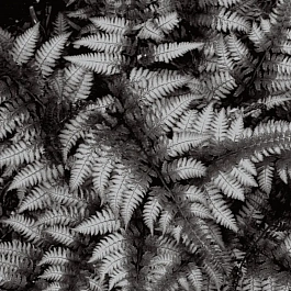 Кочедыжник ниппонский Burgundy Lace