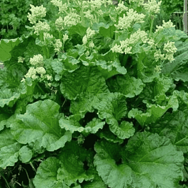 Ревень Valentine