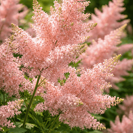 Астильба японская Peach Blossom