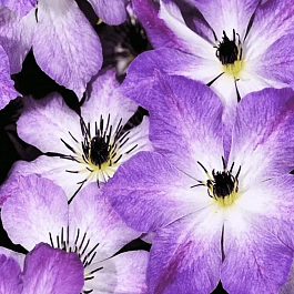 Клематис гибридный Cloudburst