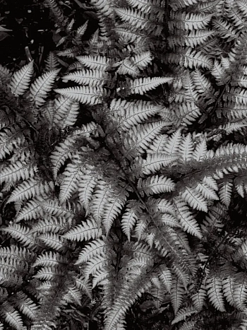 Кочедыжник ниппонский Burgundy Lace