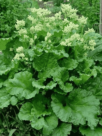 Ревень Valentine