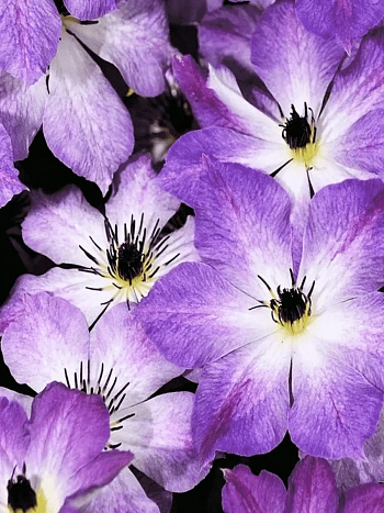 Клематис гибридный Cloudburst