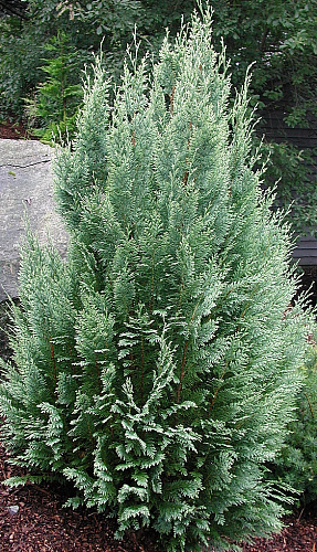 Кипарисовик Лавсона Вайт Спот