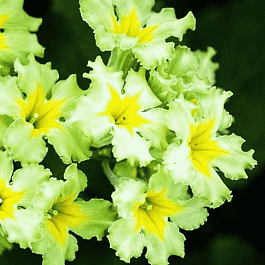 Примула гибридная Francesca